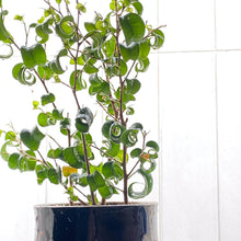 画像をギャラリービューアに読み込む, フィカス・ベンジャミン・バロック 7号 おしゃれな観葉植物
