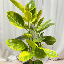 画像をギャラリービューアに読み込む, 【一点物】フィカス・アルテシーマ 8号 沖縄観葉 高さ 約130cm No.123