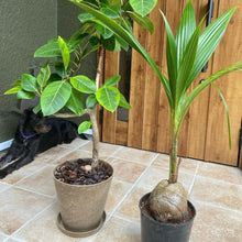 画像をギャラリービューアに読み込む, 【販売期間:7月31日まで】ココヤシ 7号 1鉢