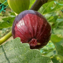 画像をギャラリービューアに読み込む, 【予約商品:7/22発送】イチジク・ブラウンターキー 果樹苗 4号 1ポット