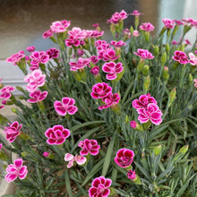 画像をギャラリービューアに読み込む, 【予約商品:4/7発送分】ダイアンサス(ナデシコ)・ピンクキッス 3ポット
