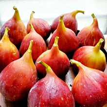 画像をギャラリービューアに読み込む, 【予約商品:7/22発送】イチジク・ブラウンターキー 果樹苗 4号 1ポット