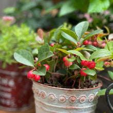 画像をギャラリービューアに読み込む, 【予約商品:10/21発送】チェッカーベリー 3ポットセット