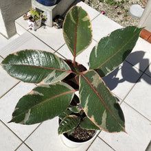 画像をギャラリービューアに読み込む, 【販売期間:3月26日(日)まで】フィカス・デコラ 5号 1鉢