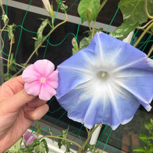 画像をギャラリービューアに読み込む, 【予約商品:6/14発送】アサガオ・ご当地シリーズ 3.5号 6種セット