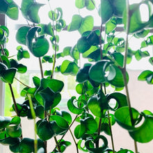画像をギャラリービューアに読み込む, フィカス・ベンジャミン・バロック 7号 おしゃれな観葉植物