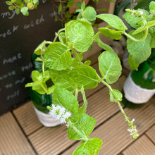 画像をギャラリービューアに読み込む, 【予約商品:4/22発送】虫除けハーブ苗 7種セット