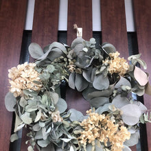 画像をギャラリービューアに読み込む, 【予約商品:11/18以降発送】ユーカリ・グニー 6号 1鉢