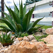 画像をギャラリービューアに読み込む, アガベ・モンタナ 5号 1ポット