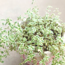 画像をギャラリービューアに読み込む, ベンケイソウ 3種(セダム・万年草、リトルミッシー) 3ポットセット