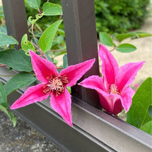 画像をギャラリービューアに読み込む, 【予約商品:3/24発送】クレマチス 3種 3ポットセット(アイフクシマ/プリンセス・ダイアナ/エールフクシマ)