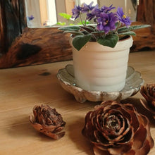 画像をギャラリービューアに読み込む, ミニセントポーリア ユニオン鉢 3鉢セット