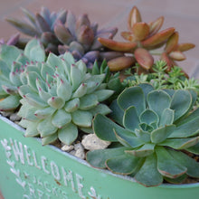 画像をギャラリービューアに読み込む, 【予約商品:10/7以降発送】カラフル多肉植物 3.5号 ケース売り 15苗セット