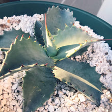 画像をギャラリービューアに読み込む, アガベ・テマカプリネンシス 5号 1ポット