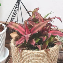 画像をギャラリービューアに読み込む, クリプタンサス 4種4ポットセット