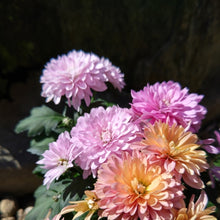 画像をギャラリービューアに読み込む, 【予約商品:9/9発送】ダヴィンチマム(菊) 花苗 3ポットセット