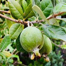 画像をギャラリービューアに読み込む, フェイジョア 5号 1鉢