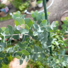 画像をギャラリービューアに読み込む, ユーカリ・グニー 樹形ストレート 6号 1鉢