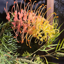 画像をギャラリービューアに読み込む, 【予約商品:1/28発送】グレビレア・ピーチズアンドクリーム 5号 1鉢