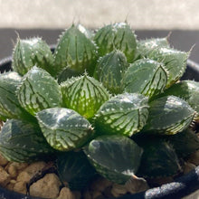 画像をギャラリービューアに読み込む, ハオルチア・ミラーボール