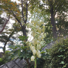 画像をギャラリービューアに読み込む, ユッカ・グロリオサ 10号 1鉢