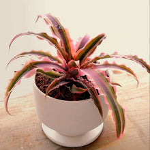 画像をギャラリービューアに読み込む, クリプタンサス 4種4ポットセット