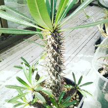 画像をギャラリービューアに読み込む, パキポディウム・ラメリー 5号