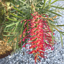 画像をギャラリービューアに読み込む, 【予約商品:1/28発送】グレビレア・スピリット・オブ・アンザック 5号 1鉢