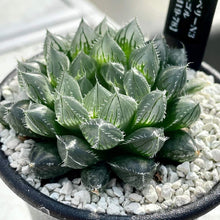 画像をギャラリービューアに読み込む, ハオルチア・クーペリーN3×ズルゴル【SBM19-78】