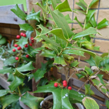 画像をギャラリービューアに読み込む, 【予約商品:12/17発送】クリスマスホーリー(西洋ヒイラギ) 5号 1鉢