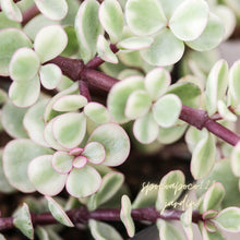画像をギャラリービューアに読み込む, ポーチュラカリア・桃子の舞 多肉植物 2ポットセット