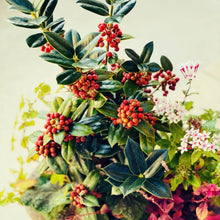 画像をギャラリービューアに読み込む, 【予約商品:12/17発送】クリスマスホーリー(西洋ヒイラギ) 5号 1鉢