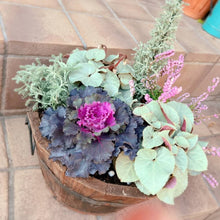 画像をギャラリービューアに読み込む, サントリナ・雪の珊瑚礁 (ユキノサンゴショウ) ハーブ苗 3ポットセット