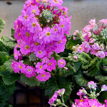 画像をギャラリービューアに読み込む, プリムラ・マラコイデス 4鉢セット