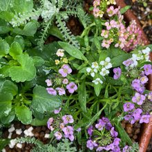 画像をギャラリービューアに読み込む, 【予約商品:11/25発送】スイートアリッサム・ジュエリーミックス 花苗 3ポットセット