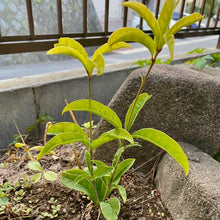 画像をギャラリービューアに読み込む, 【限定32セット】キンモクセイ(金木犀) 苗木 3.5号 3ポットセット ※予約商品:10/24発送