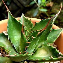 画像をギャラリービューアに読み込む, アガベ・モンタナ 5号 1ポット