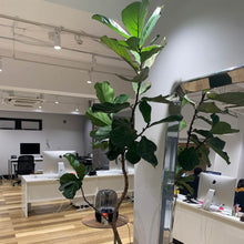 画像をギャラリービューアに読み込む, 【一点物】カシワバゴム 8号 沖縄の観葉植物 高さ 約116cm No.112