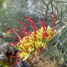 画像をギャラリービューアに読み込む, 【予約商品:1/28発送】グレビレア キングスレインボー 5号 1鉢