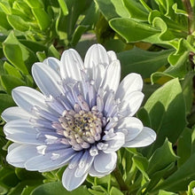 画像をギャラリービューアに読み込む, 【予約商品:3/24発送】オステオスペルマム・シルバーナイト 花苗 3ポットセット