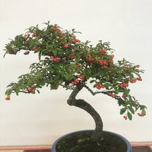 画像をギャラリービューアに読み込む, 【販売期間:12/24まで】ハイシタン(カマツカ コケモモ) 苔玉仕立て