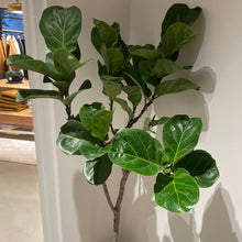 画像をギャラリービューアに読み込む, 【一点物】カシワバゴム 8号 沖縄の観葉植物 高さ 約116cm No.112