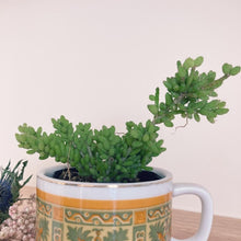 画像をギャラリービューアに読み込む, リプサリス・メセンブリアンテモイデス 3ポットセット