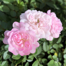 画像をギャラリービューアに読み込む, 【予約商品:4/26発送】ミニバラ ピンク ハートフォーユー 6号 1鉢