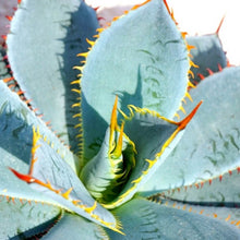 画像をギャラリービューアに読み込む, アガベ ・グアダラハラナ 7号 1鉢