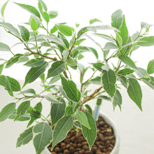画像をギャラリービューアに読み込む, 【予約商品:10/28発送】フィカス ベンジャミン・ラブリー 3.5号 1鉢