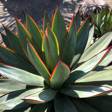 画像をギャラリービューアに読み込む, アガベ・ブルーグロー 5号 1ポット
