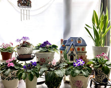 画像をギャラリービューアに読み込む, ミニセントポーリア ユニオン鉢 3鉢セット