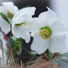 画像をギャラリービューアに読み込む, 【限定28個】クリスマスローズ・ニゲル 3.5号 3ポットセット ※予約商品:11/17まで 出荷予定:11/22より
