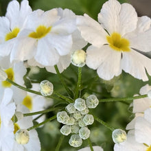画像をギャラリービューアに読み込む, プリムラ・マラコイデス 4鉢セット